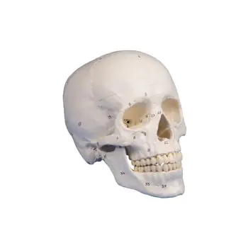Modelo de cráneo en tres partes, numerado Erler Zimmer