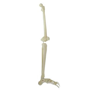 Modelo de esqueleto de piernas Mediprem
