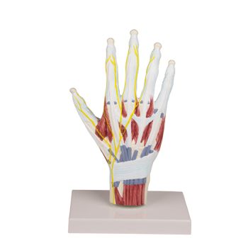 Modelo de estructura de la mano