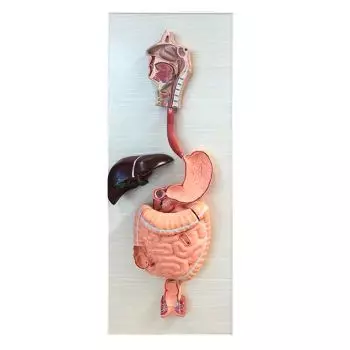 Modelo del sistema digestivo en 3 partes Mediprem
