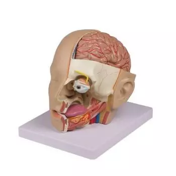 Modelo de cabeza humana con cerebro (4 partes)