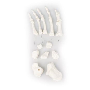 Modelo de huesos del pie desmontables de Erler Zimmer 3050