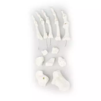 Modelo de huesos del pie desmontables de Erler Zimmer 3050