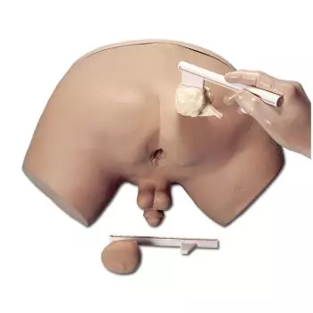 Simulador de examen de próstata Erler Zimmer R10031