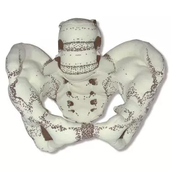 Modelo de pelvis femenina en tela R10072 Erler Zimmer