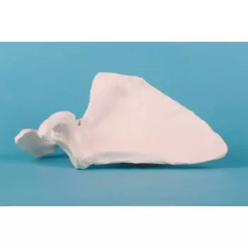 Escápula derecha Erler Zimmer 3084R