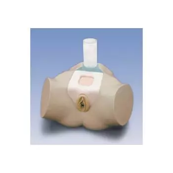 Simulador de cateterismo para formación clínica, femenino W19352