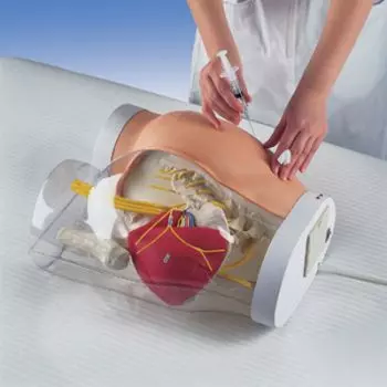 Simulador Modelo combinado: Modelo de nalga para inyección i.m. W30503