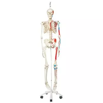 Esqueleto clásico Max con representación de músculos, en soporte colgante A11/1