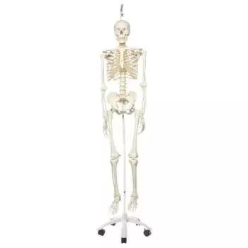 Esqueleto clásico Stan, en soporte colgante de 5 patas A10/1