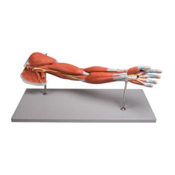 Esqueleto del brazo con músculos en 7 partes Mediprem