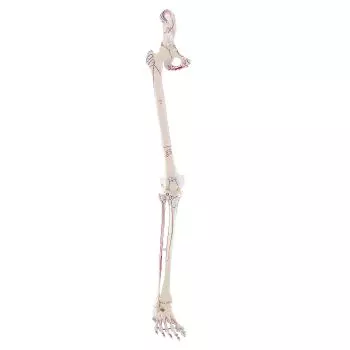 Esqueleto de pierna con mitad de pelvis, pie flexible y músculos marcados Erler Zimmer 6072