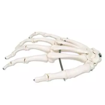 Esqueleto de la mano articulada en alambre, derecho A40R