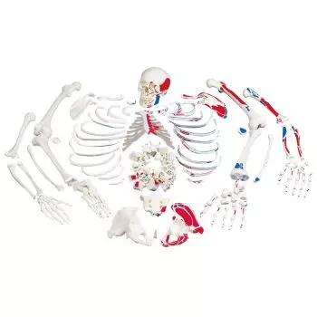 Esqueleto con descripción de músculos, desarticulado A05/2