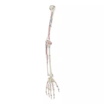 Esqueleto de brazo con músculos indicados incluidos Erler Zimmer