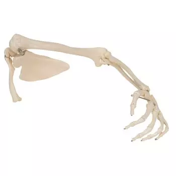 Esqueleto del brazo con escapula y clavicula, derecho A46R
