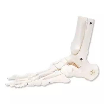 Esqueleto del pie articulado flexiblemente, izquierdo A31/1L