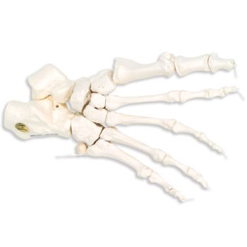 Esqueleto de pie montado sobre hilo de nylon, derecho A30/2R