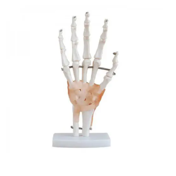 Modelo del esqueleto de la mano con ligamentos Mediprem