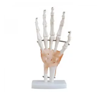 Modelo del esqueleto de la mano con ligamentos Mediprem