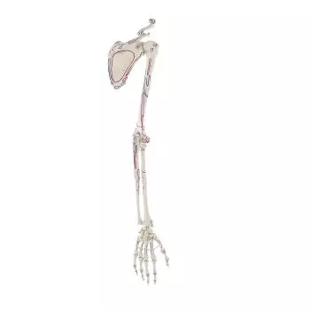 Esqueleto de brazo y cinturón escapular con músculos marcados Erler Zimmer