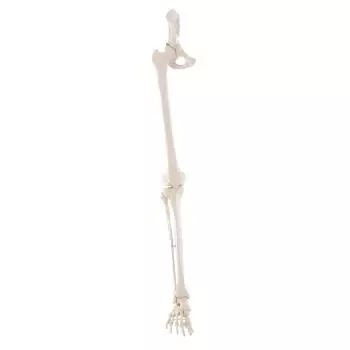 Esqueleto de pierna con la mitad de la cadera y pie flexible Erler Zimmer
