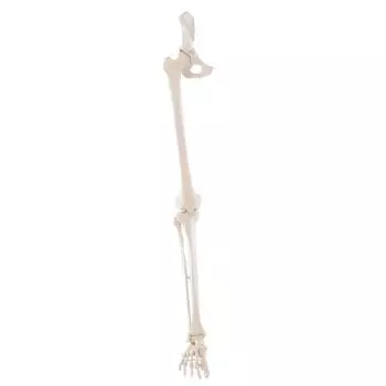 Esqueleto de pierna con la mitad de la cadera Erler Zimmer