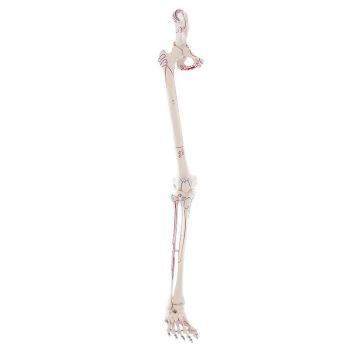 Esqueleto de la pierna con media pelvis, músculos marcados Erler Zimmer