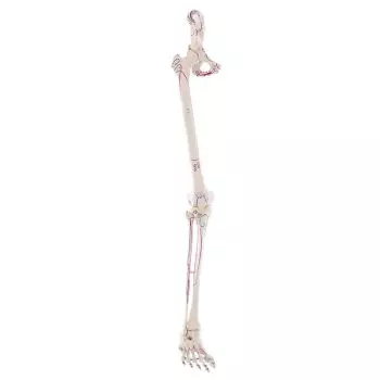 Esqueleto de la pierna con media pelvis, músculos marcados Erler Zimmer