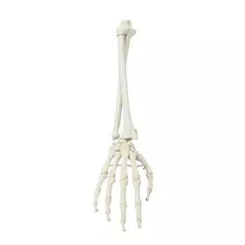 Esqueleto de mano y de antebrazo Erler Zimmer