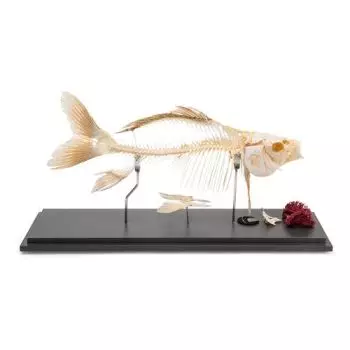 Esqueleto de un pez - carpa (Cyprinus carpio) T30001