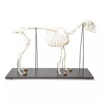 Esqueleto de oveja (Ovis aries), hembra, modelo preparado