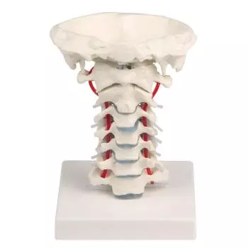 Vértebras cervicales con soporte Erler Zimmer 4073