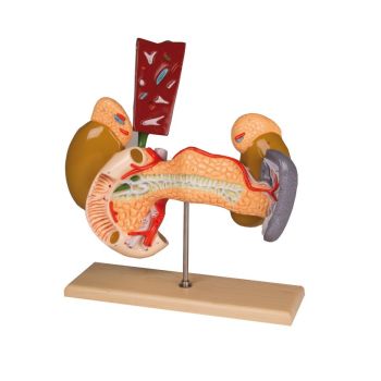 Modelo órganos internos Erler Zimmer W42509