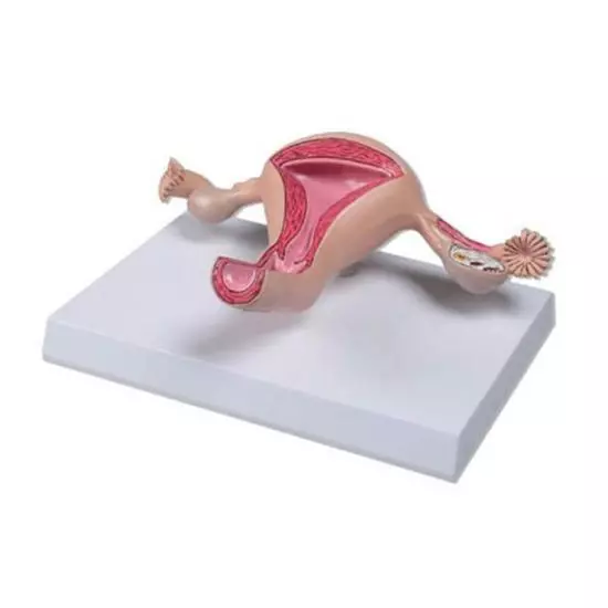 Modelo anatómico del útero