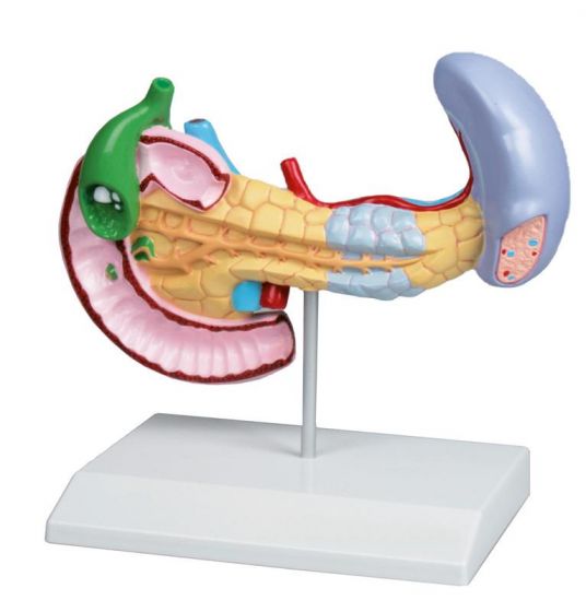 Modelo de páncreas, bazo y vesícula biliar con enfermedades Erler Zimmer