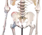 Esqueleto humano móvil «Max» con indicación de músculos y ligamentos, de Erler Zimmer