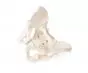 Pelvis masculina con sacro 4052 Erler Zimmer