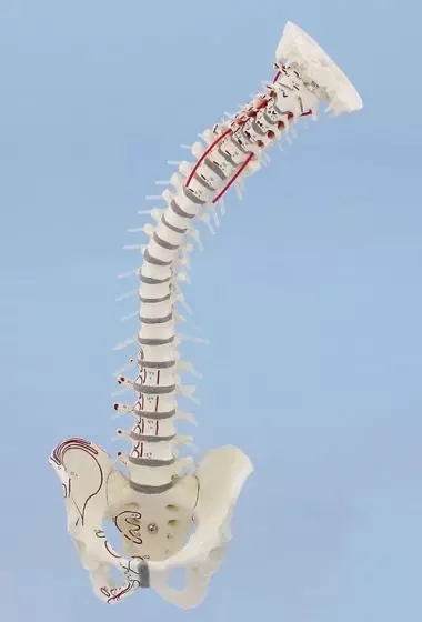 Columna vertebral con pelvis desmontable y músculos destacados sin soporte 4011/1 Erler Zimmer