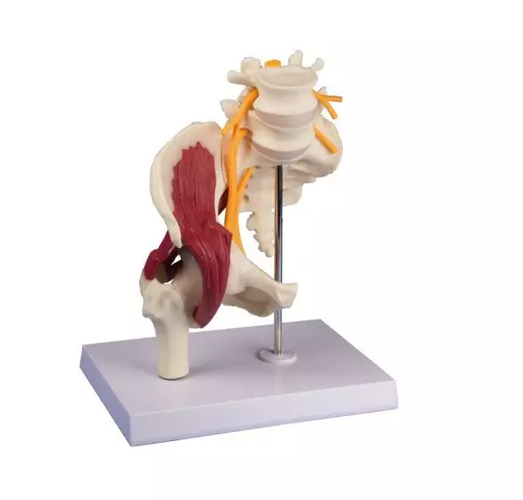 Modelo de cadera con músculos y nervio ciático 4049 Erler Zimmer