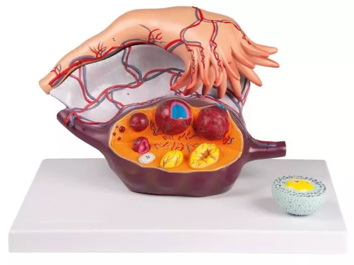 Estructura ovárica Erler Zimmer