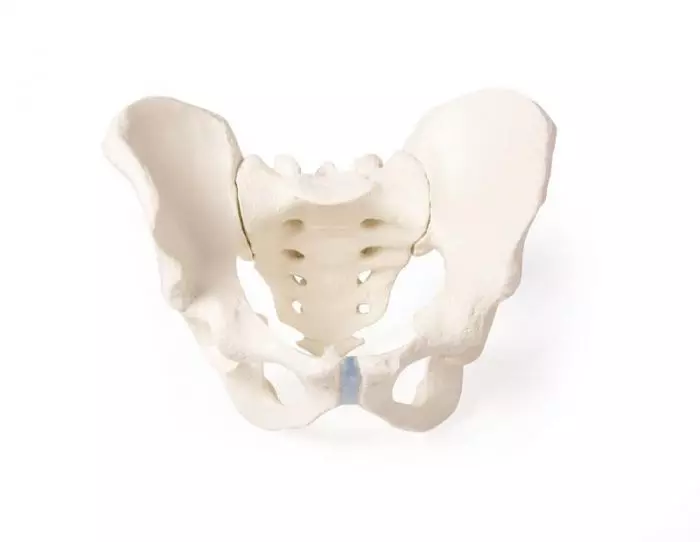 Pelvis masculina con sacro 4052 Erler Zimmer