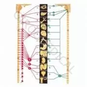 Sistema nervioso vegetativo V2059U