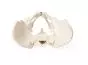 Pelvis masculina con sacro 4052 Erler Zimmer