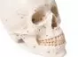 Modelo de cráneo en tres partes, numerado Erler Zimmer