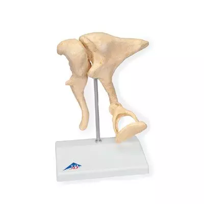 Huesecillos del conducto auditivo - aumentado a 20 veces su tamaño natural BONElike™ A100