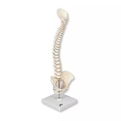 Columna vertebral miniatura, elástica, sobre soporte A18/21