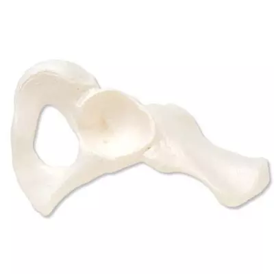 Hueso de la cadera, derecha A35/5R 3B Scientific