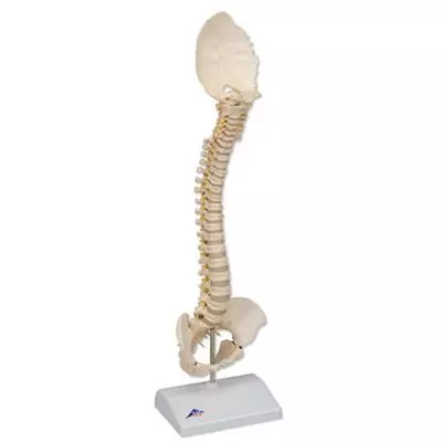 Columna vertebral pediátrica en calidad 3B BONElike™ A52