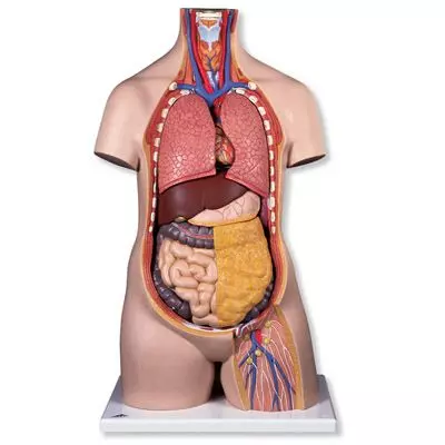 Torso clásico asexuado, 10 partes B09/1